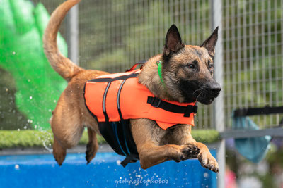 photographe Dock diving canin canideplouf action dog chien