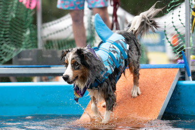 canideplouf 2025 photographe canin toulouse occitanie