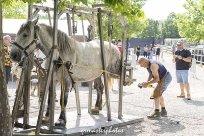 Fête du cheval monclar de quercy equin 2026