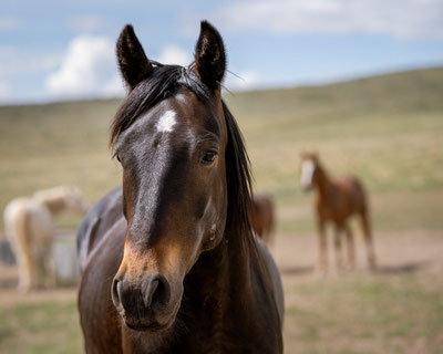 Neugierig und offen, trotz allem was er erlebt hat. Wilder Mustang Wallach Wild Horse Refuge