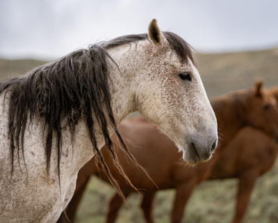 Zurück in der Freiheit: Wilder Mustang Wallach Wild Horse Refuge