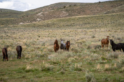 Diese Herde zog es vor uns aus der Ferne zu betrachten und abzuwarten. Wilde Mustangs Wild Horse Refuge. 