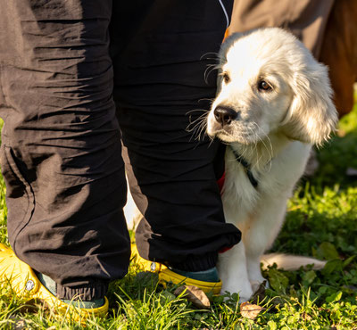 Welpenkurs in Göttingen – Hundeschule Pet’s Pleasure