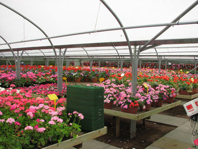 Greenhouse with floriculture crops on benches.