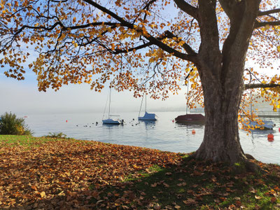 Zürichsee im Herbst der nebel verzieht sich und die Sonne ist zu sehen. Laub liegt auf dem Boden und im Hintergrund schwimmen Bote.