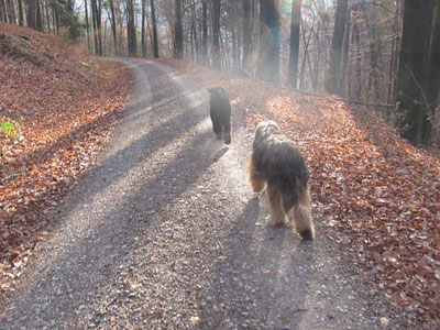 Lotte und Max am 16.Tag ihrer Läufigkeit