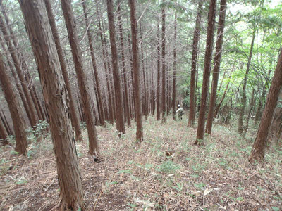 揖斐郡内某所の山林