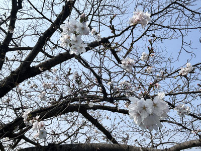 大泉緑地 お花見