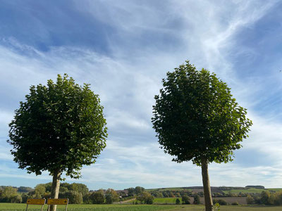 Bild von zwei Bäumen welche für das Paar steht, welches bei der Paartherapie im Fokus steht