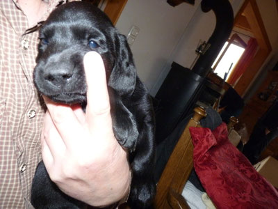 Frodo