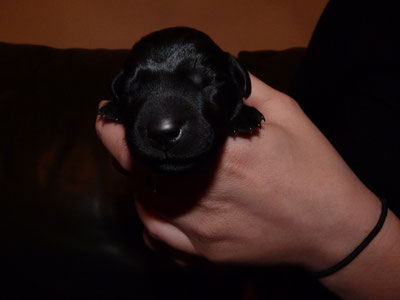 Frodo