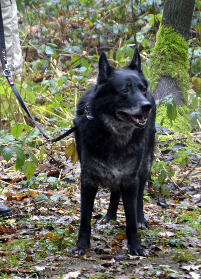 Gismo, Schäferhund