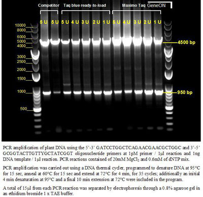 PCR mit Maximo Taq Polymerase 