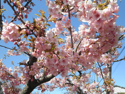 河津桜の拡大です  ３月１１日 大塚和比古