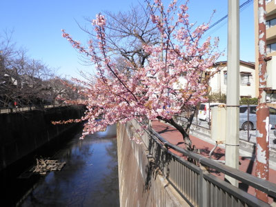板橋区・中根橋のたもとの河津桜