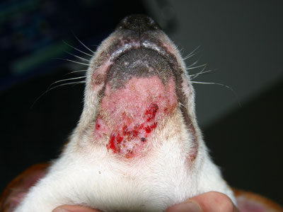 Signes cliniques et traitement de la teigne du chien