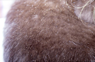Phtiriose chez un chat