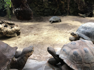 Galápagos Giant Tortoises Zoo Zürich