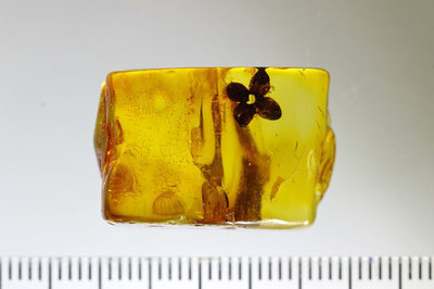 Inclusion in amber:   Myrsinopsis succinea Conw