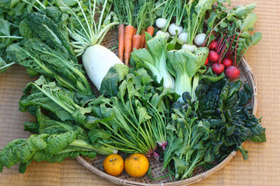 自然栽培(無農薬・無肥料)の旬野菜セット大(大根、人参、かぶ、ラディッシュ、かつお菜、ほうれん草、タァサイ、ゆず、チンゲンサイ)