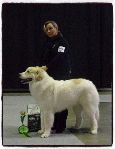 Echo de'Chien Escuda pour Garcon - BOB Puppy and Group 4th