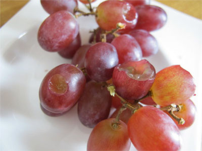 Beatrice Winkel - grapes with bitemarks