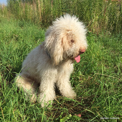 Fotos Barbet Hunde Zuchter Triskelleau