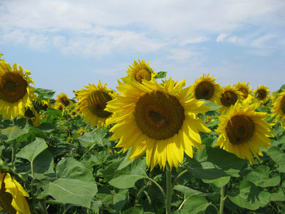 Die Sonnenblume ist eine Heilpflanze für die Verdauung, zur Wundheilung, für das Immunsystem bei Herdbelastungen, , gegen Hautprobleme und schützt vor Erkältungen.