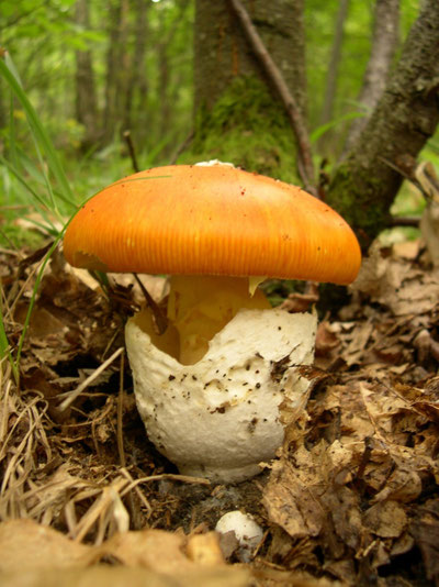 Kaiserling (Amanita caesarea)