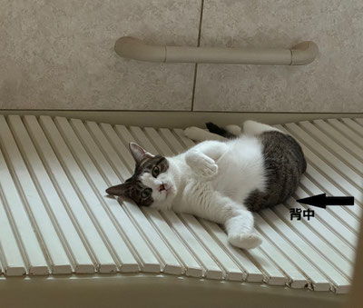 恨めしニャ~って!体柔らかい!!背中側に顔が・・