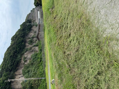雑草さん元気良すぎ!!