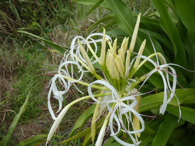 はまゆうこの前蕾だったのが徐々に開花！