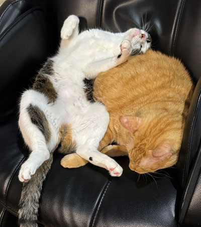 じぃにゃんの上に寄りかかって(強)