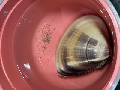絶賛砂出し中なハマーちゃん、くん。毎日海水汲むのに膝までチノパンをたくし上げますがびしょびしょに(笑)