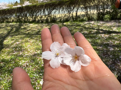まだ今年はちゃんと桜みてないな。