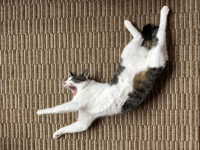 我が家の箱入りお姫様。YOUになりたいわ。
