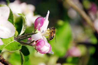 Biene an einer Apfelblüte beim Bestäuben