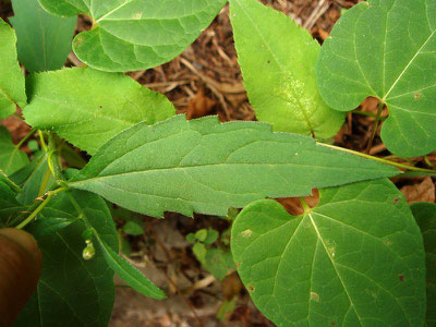 未同定のキク科植物1の葉