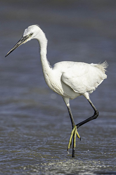 Bild: Seidenreiher in der Camargue in Saintes-Maries-de-la-Mer