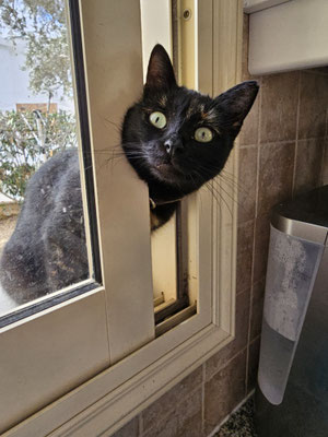 Unsere Katze auf Zypern