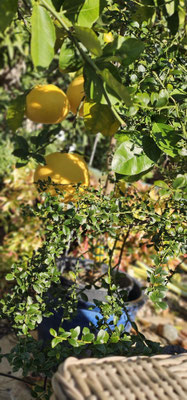 Zitronenbaum – mediterrane Natur