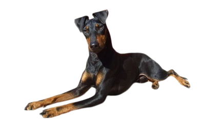 Hund liegend, Manchester Terrier, black and tan, Bild PNG