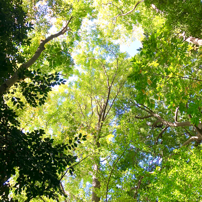 近くの神社の参道にて。ここへお参りしようと思う時は、このテーマが動く時なのだと、ようやく気がつきました。