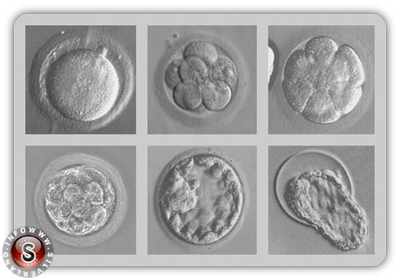 Ovuli al microscopio