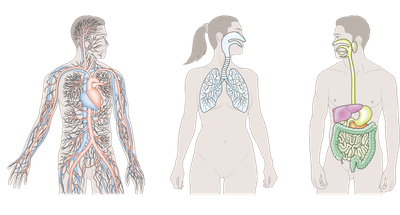 Blutkreislaufsystem, Atemsystem und Verdauungssystem des Menschen
