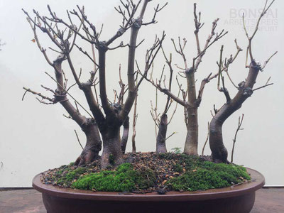 AK Online - Ausstellungen  - Bonsai Arbeitskreis Steinfurt