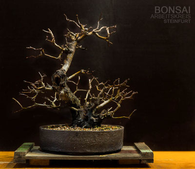 AK Online - Ausstellungen  - Bonsai Arbeitskreis Steinfurt