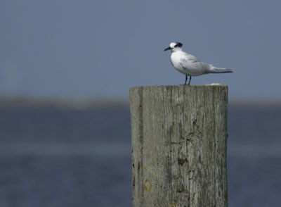 Brandseeschwalbe auf Norderoog; Foto: Nils Bayer