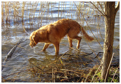 Ein Hund geht durch die Uferzone eines Sees.