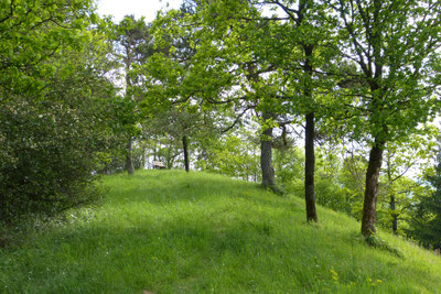 Wo vor 80 Jahren noch "im Freien" gefeiert wurde, steht jetzt lichter Wald. (c) Freimut Brückner